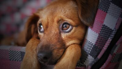 Dog Health Advice and Tips