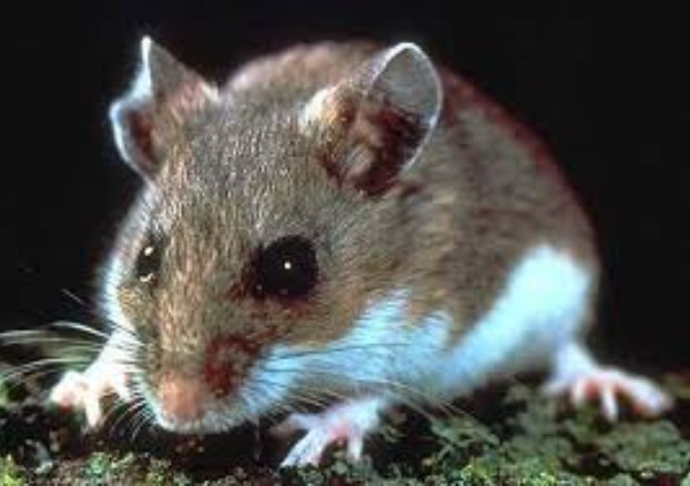 Is Your Home Infested with Mouse? Check For Steps to Keep them Away